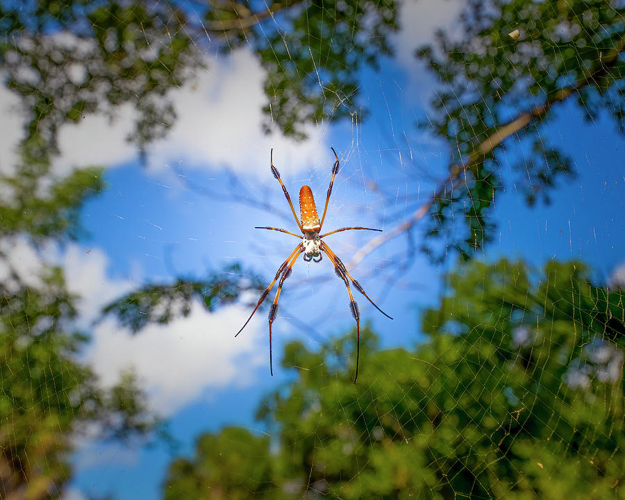 A Spider in the Jungle Photograph by Mark Andrew Thomas