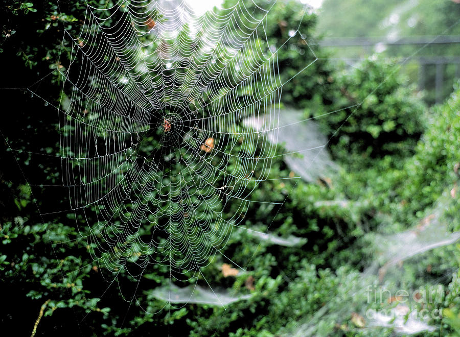 A spider sits at the middle of a large web Photograph by William Kuta