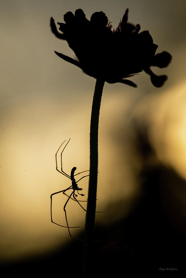 A spiders silhouette  Photograph by Tony DiStefano