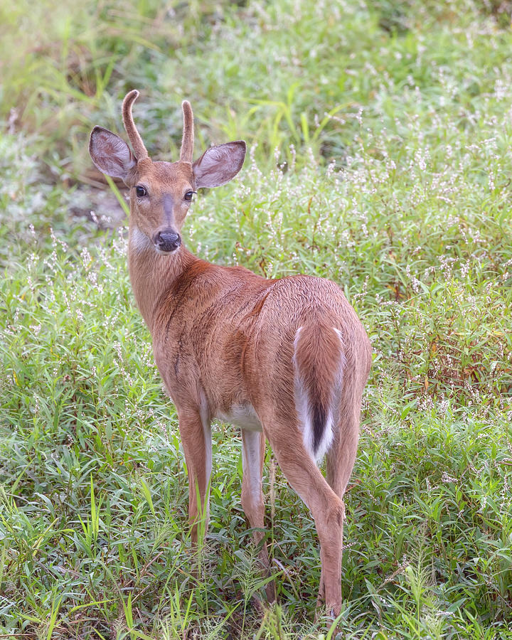 A Spike Horn Buck in Velvet Photograph by Susan Rissi Tregoning