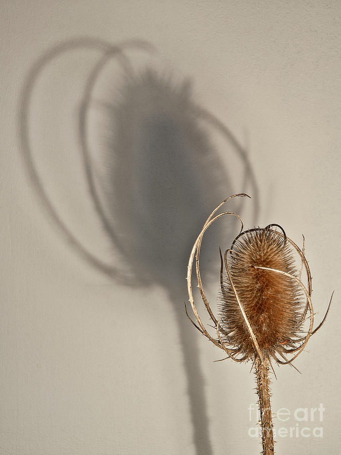 A spiky teasel and a shade, interactions, creative image Photograph by Tatiana Bogracheva