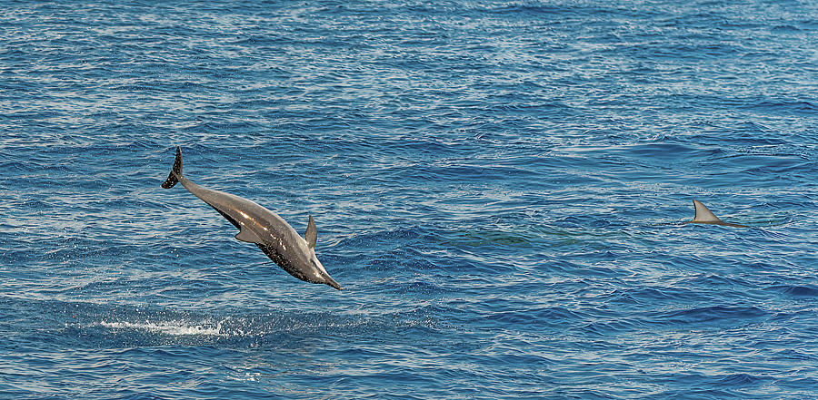 A Spinner Dolphins Dance. Photograph by Doug Davidson