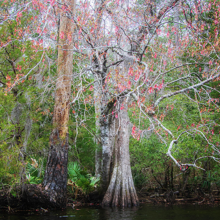 A Splash of Color in Cahooque Swamp - North Carolina Photograph by Bob Decker