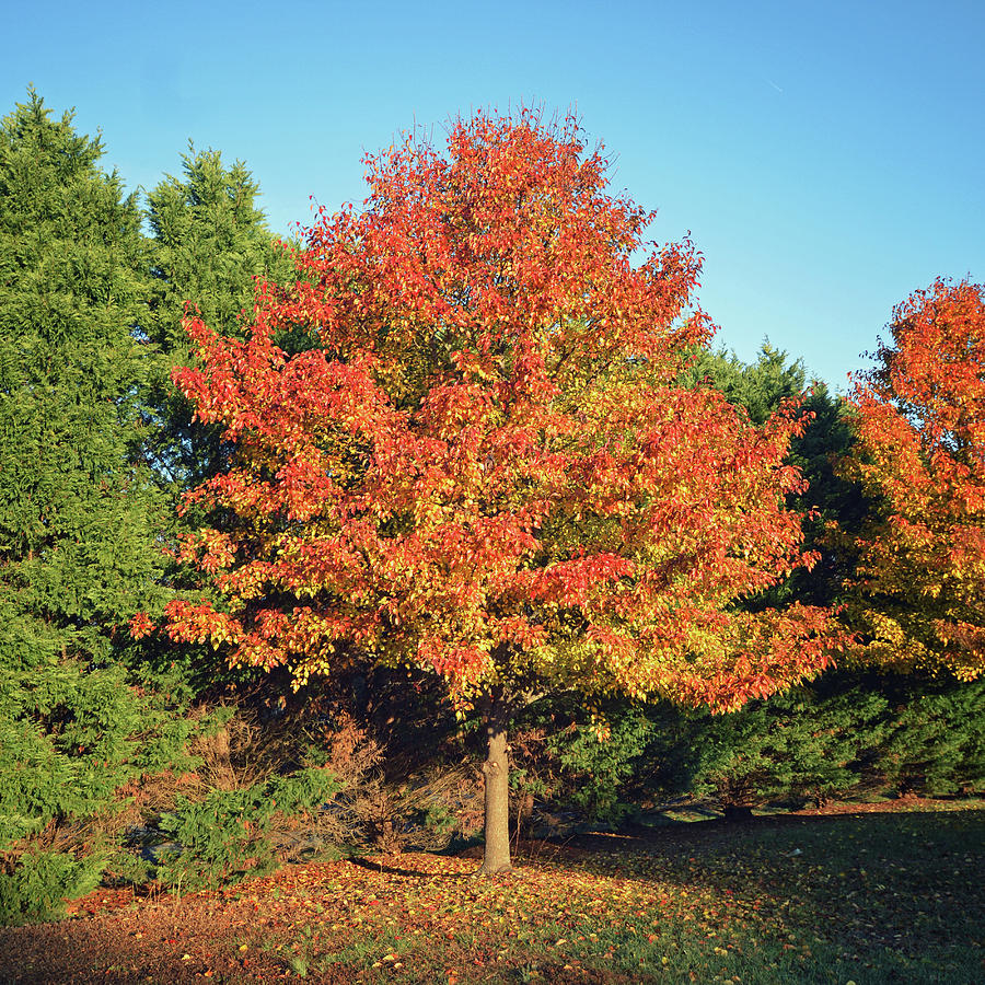 A Splash of Orange Foliage in Square Format Photograph by Bill Swartwout