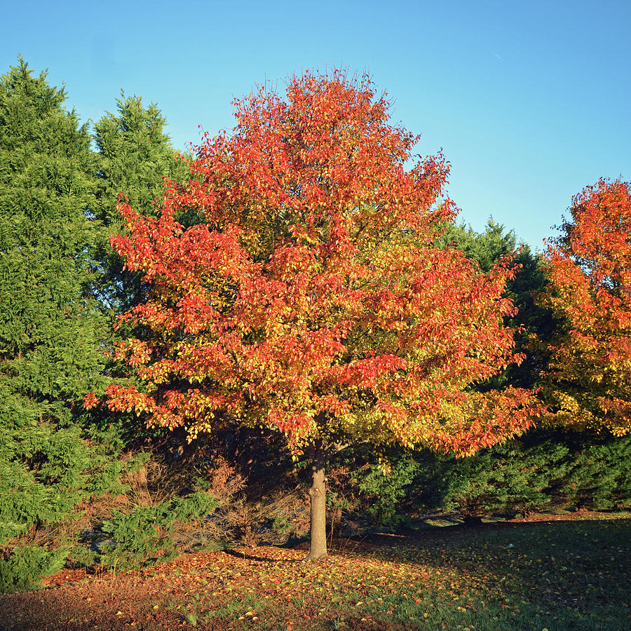 A Splash Of Orange Foliage In Square Format Photograph