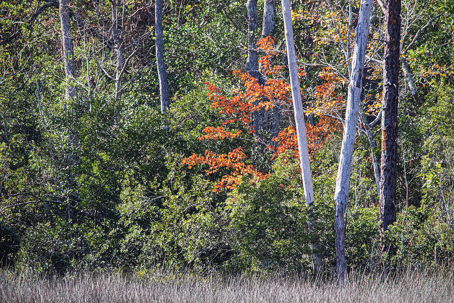 A Splash of Red in the Evergreen Croatan Forest Photograph by Bob Decker