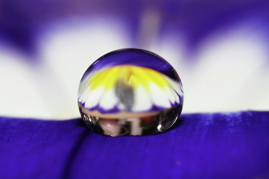 A Splash of Yellow in a Drop Photograph by Sharon Johnstone