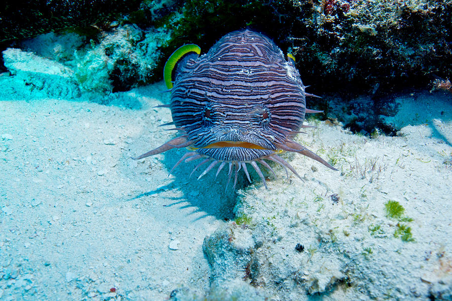 A Splendid toadfish out of its hole Photograph by Gerard Soury