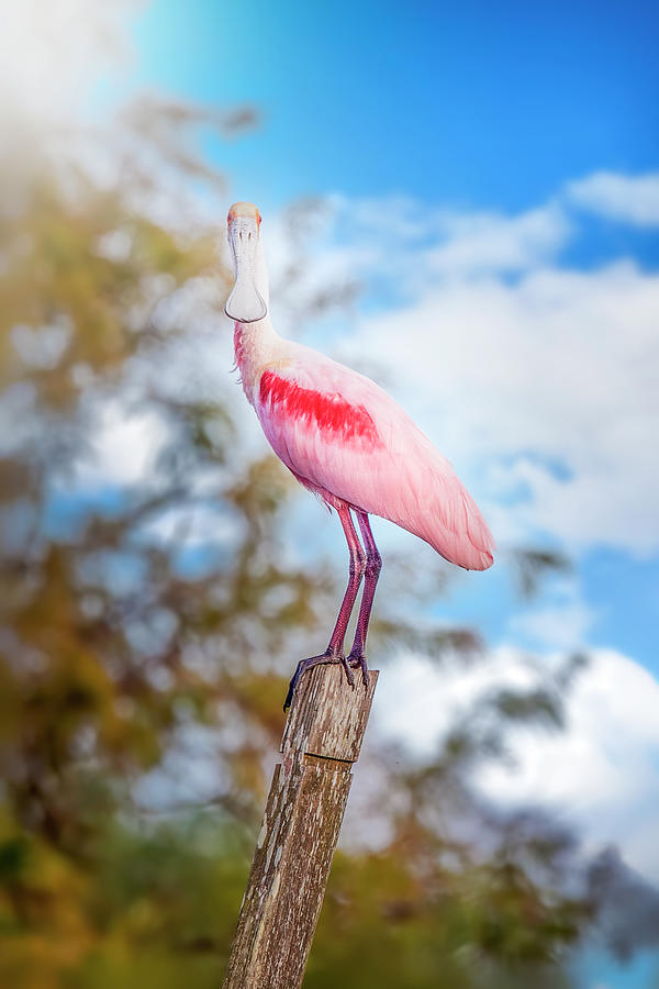 A Spoonbill Afternoon Photograph by Mark Andrew Thomas