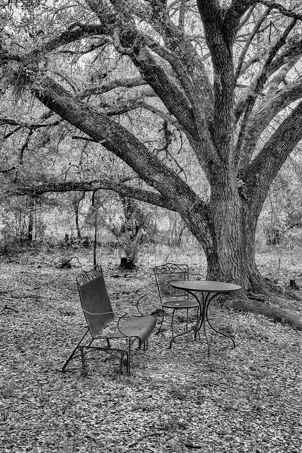 A Spot for Tea in the Woods Photograph by Robert Wilder Jr