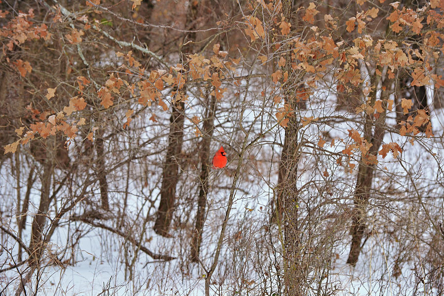 A Spot of Red in the Snow Forest Photograph by Gaby Ethington