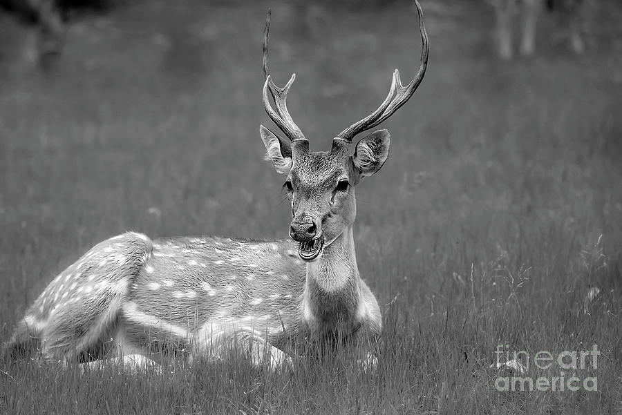 A spotted deer at rest Digital Art by Pravine Chester