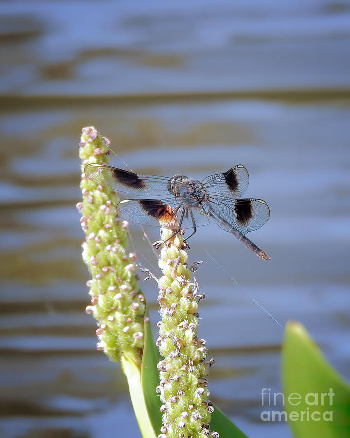 A Spotted Dragonfly Photograph by Scott Cameron