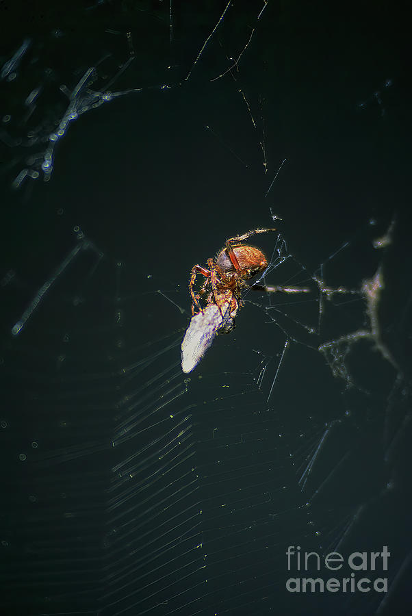 A spotted orb weaver spider feeds on an enrobed prey on its web  Photograph by William Kuta