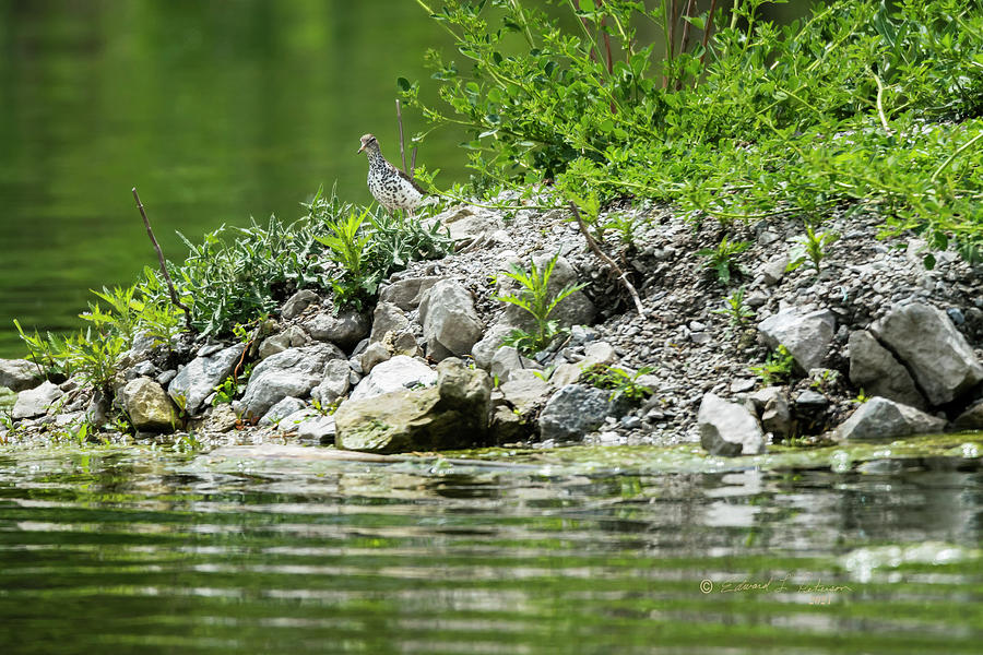 A Spotted Sandpiper Photograph by Ed Peterson
