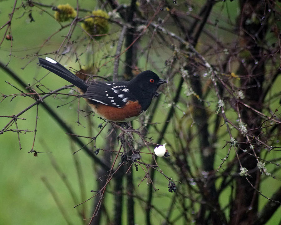 A Spotted Towhee Photograph by Ben Upham III