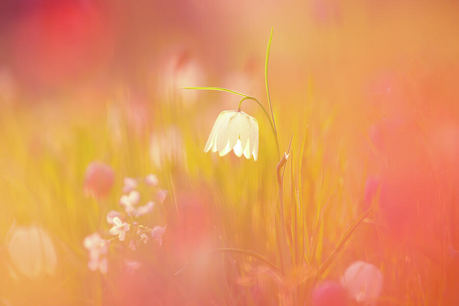 Fairy Photograph - A Spring Bouquet - Fritillaria meleagris by Roeselien Raimond