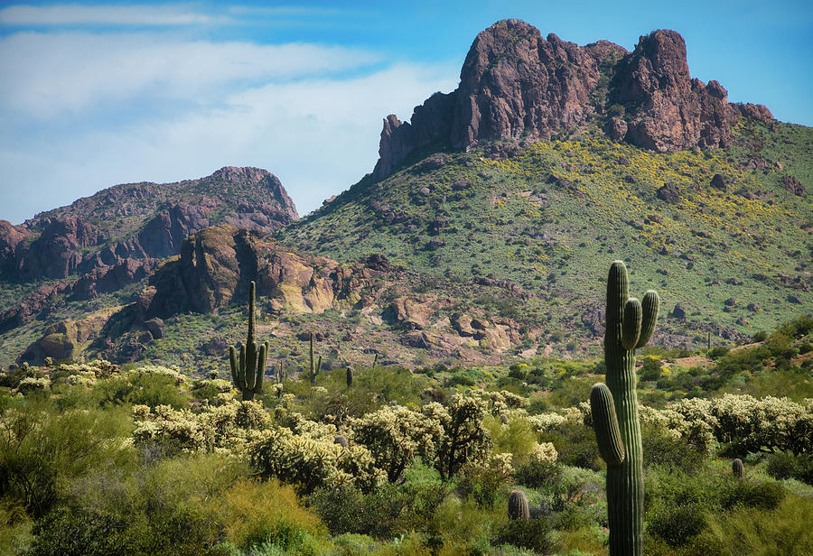 A Spring Dawn In The Sonoran Photograph by Saija Lehtonen - Fine Art ...