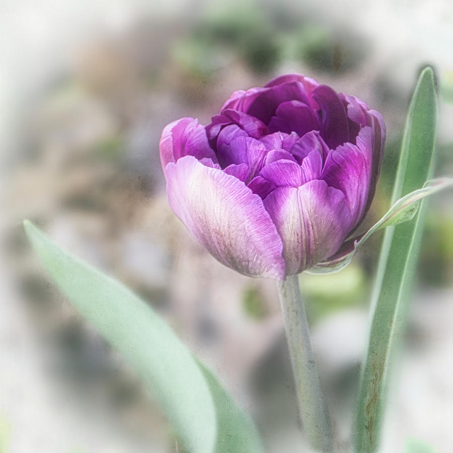 A Spring Garden Single Tulip Photograph