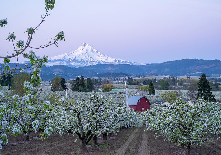 A Spring Good Morning From Hood River Photograph
