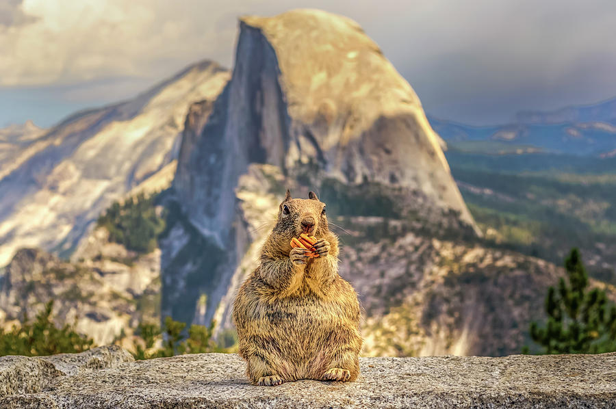 A Squirrel and Half Dome Photograph by Joseph S Giacalone