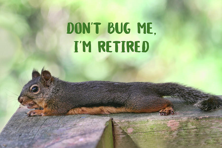 A Squirrel in Retirement Photograph by Peggy Collins