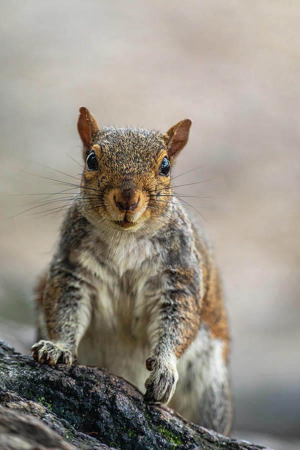 A Squirrel Portrait Photograph by Rachel Morrison