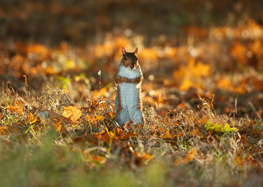 A squirrel stands up. Photograph by Alex Saberi