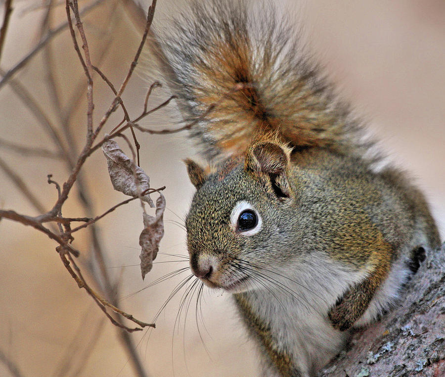 A Squirrels Tail Photograph by Kevin Allen - Pixels