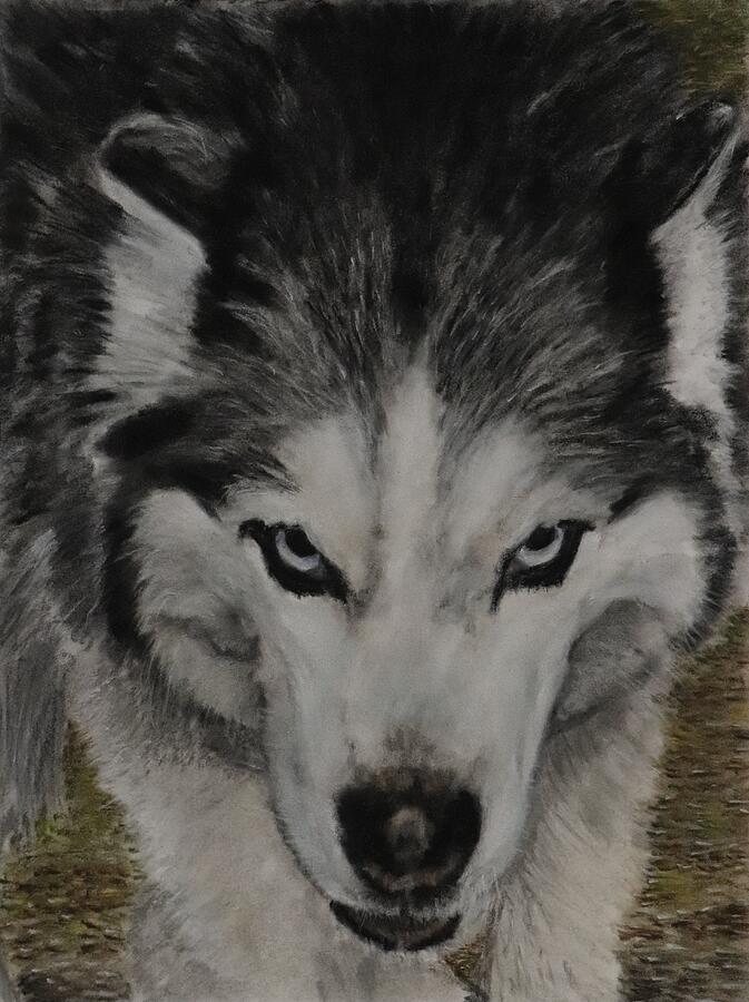 A stalking wolf Drawing by Paul Carpenter | Fine Art America