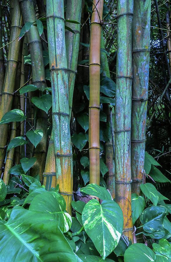 A Stand of Bamboo I I I Photograph by Doug Davidson