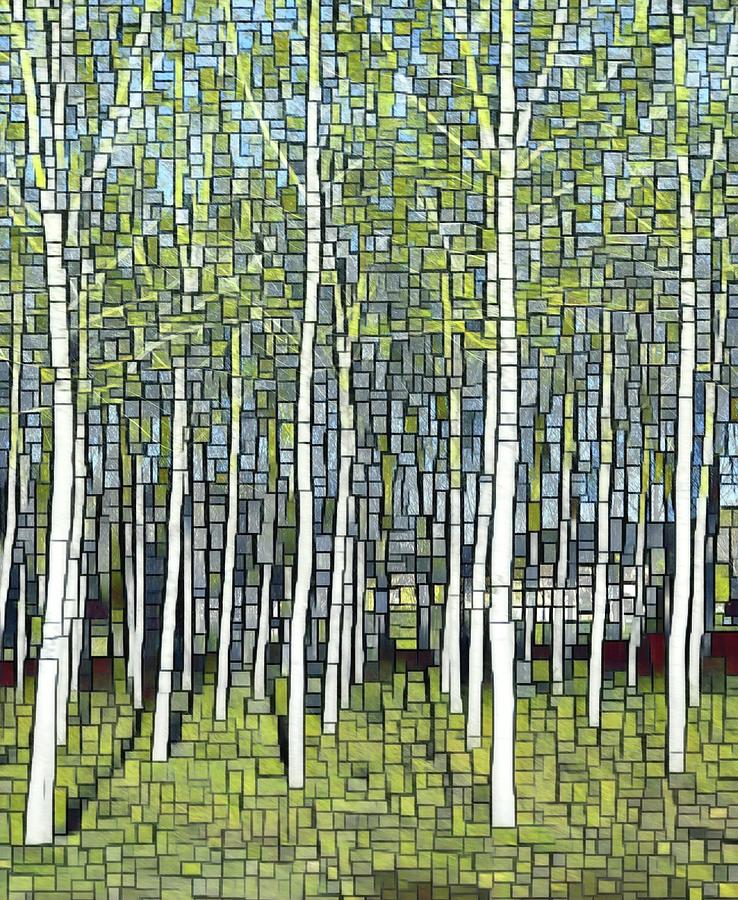 A Stand Of Birches Photograph