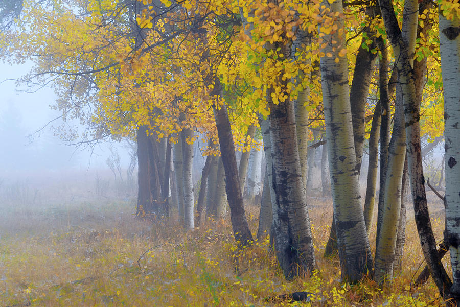 A Stand of Poplars Photograph by Dan Jurak