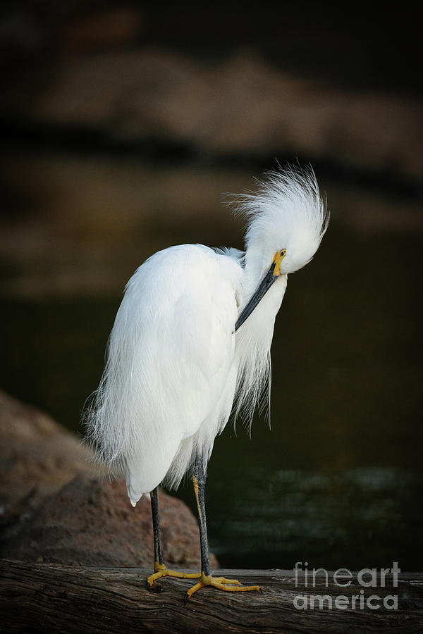 A standing Snowy White  Egret Photograph by Abigail Diane Photography