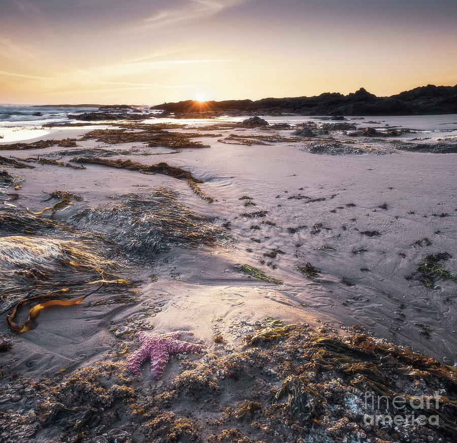 A starfish at sunset Photograph by Masako Metz