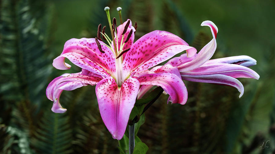 Flower Photograph - A Stargazer Lily Show by D Lee