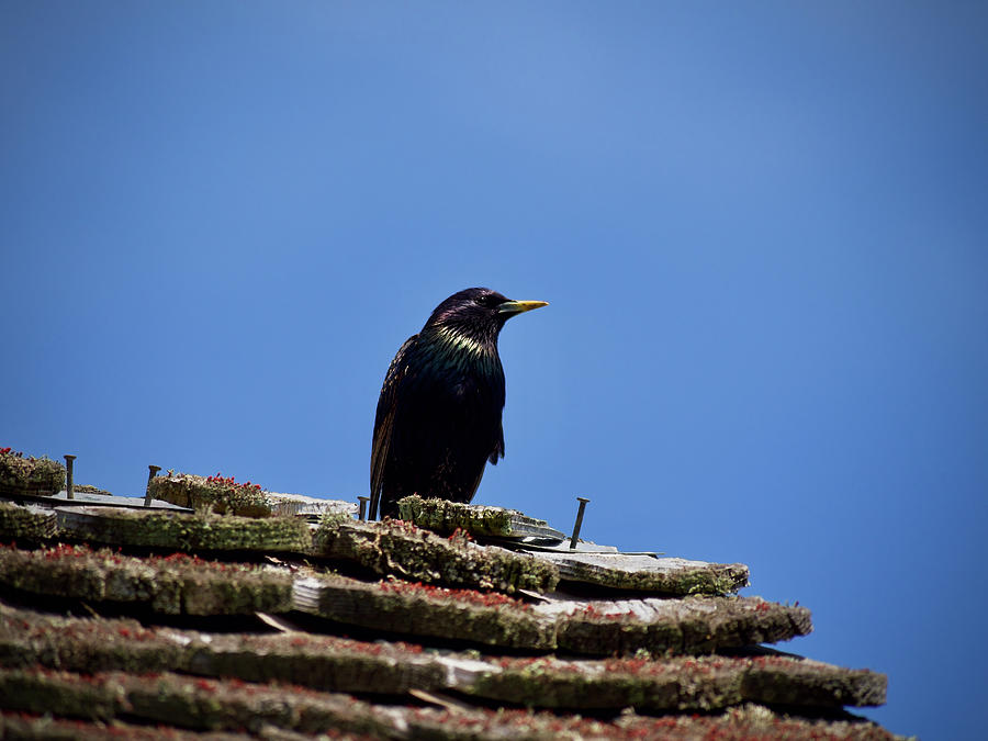 A Starling on a Rooftop Photograph by Rachel Morrison