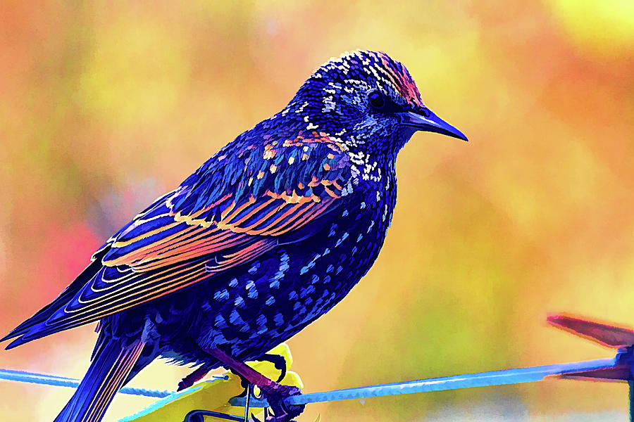 A Starling Visits Digital Art by LGP Imagery