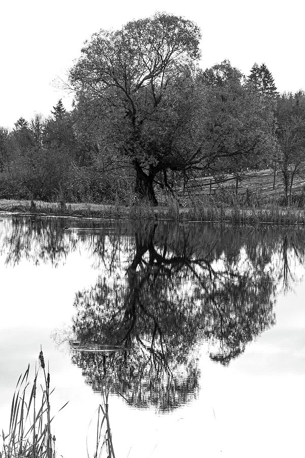 A Stately Oak Photograph by Leslie Struxness