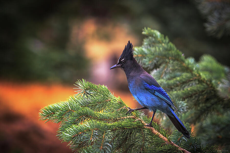 A Stellar Moment From a Stellers Jay Photograph by Rick Furmanek