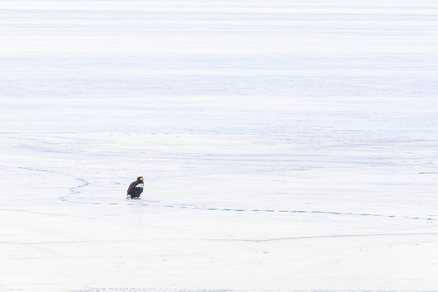 A Stellers sea eagle on a frozen lake  Photograph by Ellie Teramoto