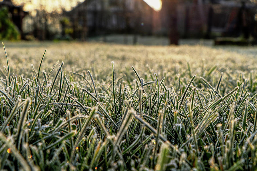 Stem Of Grass Are Covering Snow. Photograph