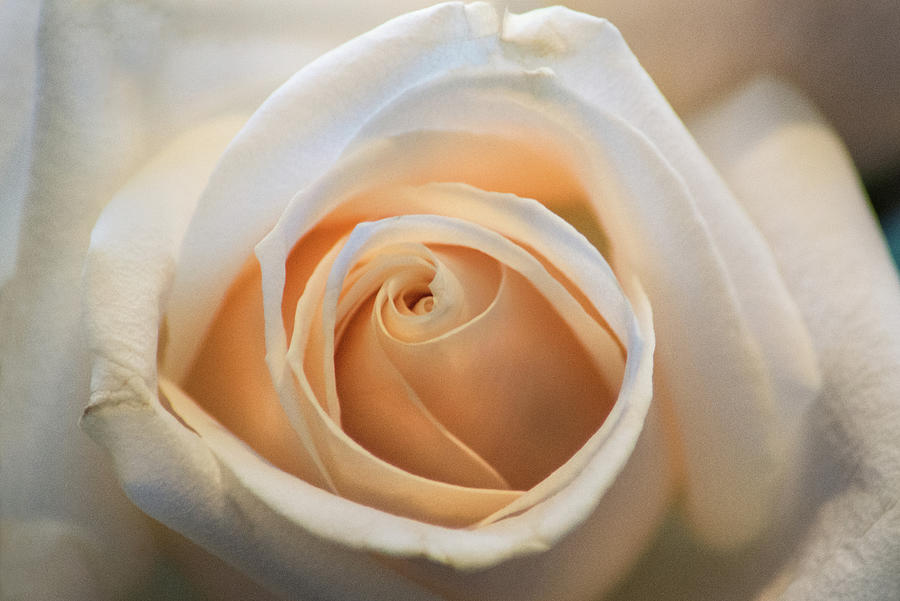 A Store Rose Photograph by Don Johnson