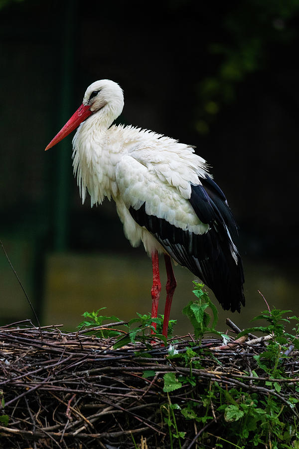 A Stork Photograph