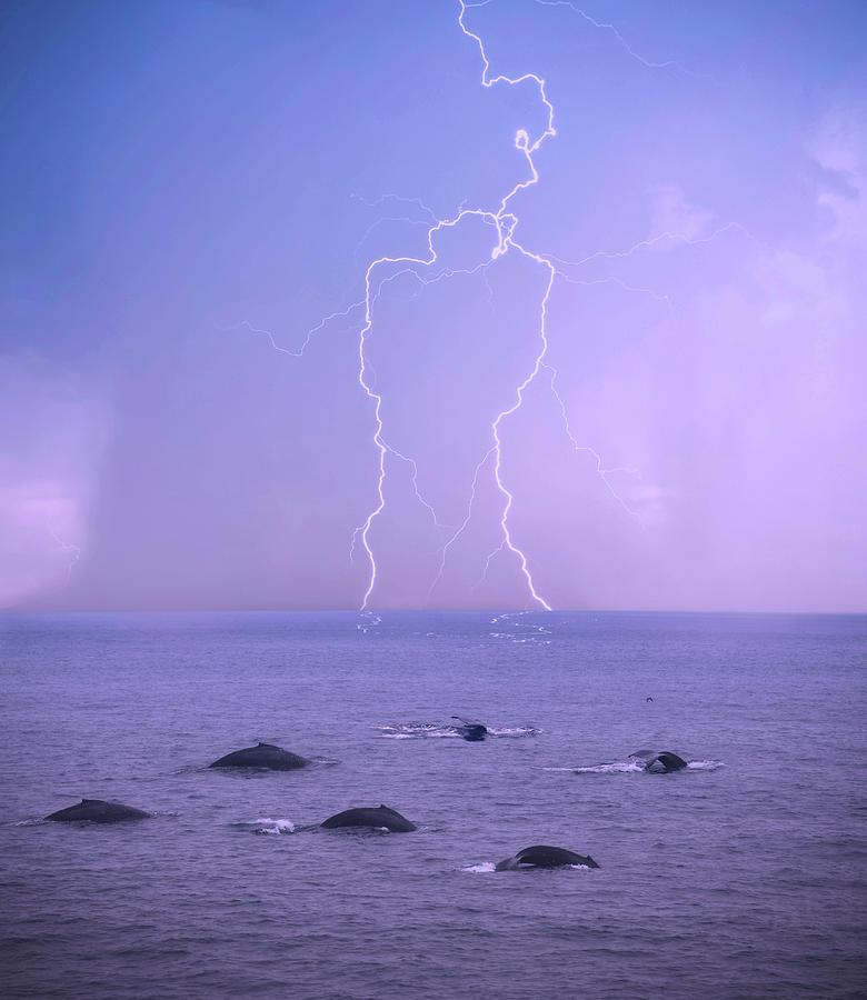 Nature Digital Art - A Storm Approaches a Pod of Humpback Whales by Derrick Neill