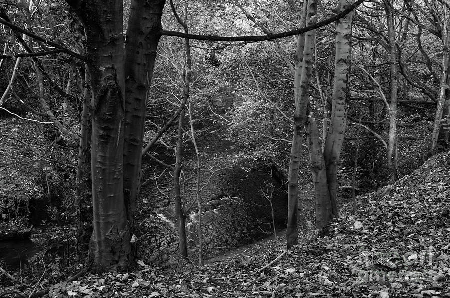 A stream in Alkington Woods in Monochrome Photograph by Pics By Tony