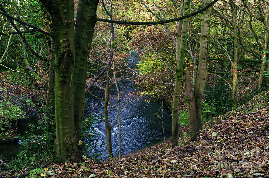 A stream in Alkington Woods Photograph by Pics By Tony