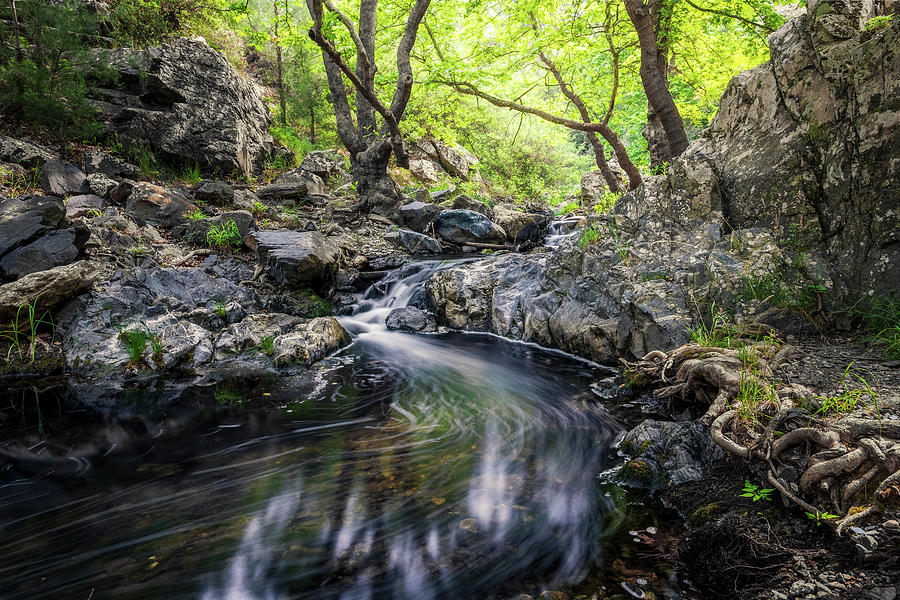 A Stream Runs Between the Woods in the Spring Photograph by Alexios Ntounas