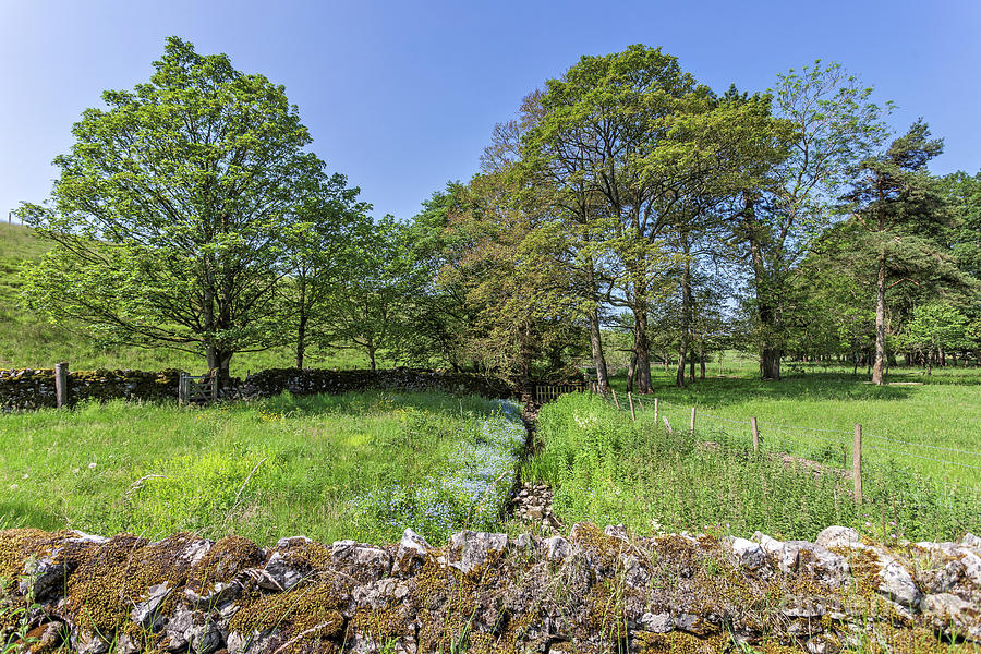 A Stream Through A Field, near Malham Photograph by Tom Holmes Photography