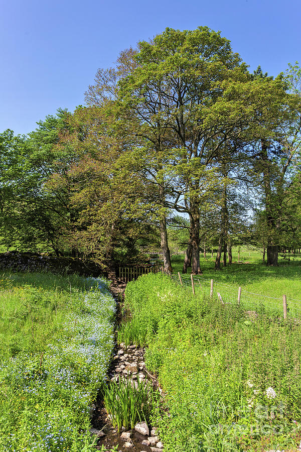 A Stream Through A Field, near Malham #1 Photograph by Tom Holmes Photography